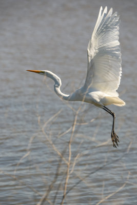 Egret3_5722.jpg