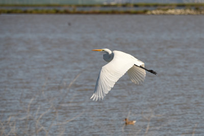 Egret4_5723.jpg