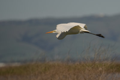 Egret5_5729.jpg