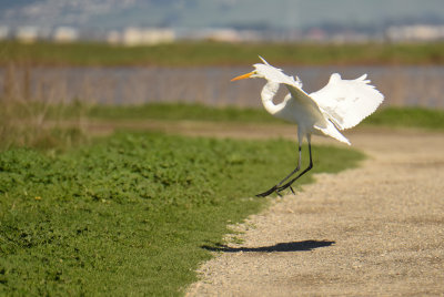 Egret6_5733.jpg