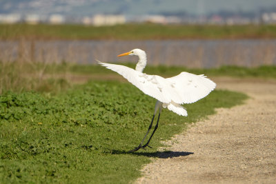 Egret7_5734.jpg