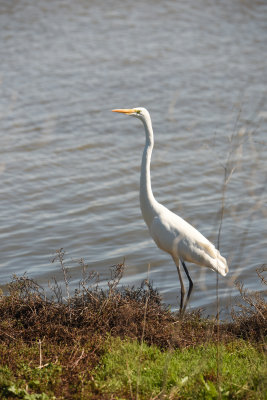 Egret_5718.jpg