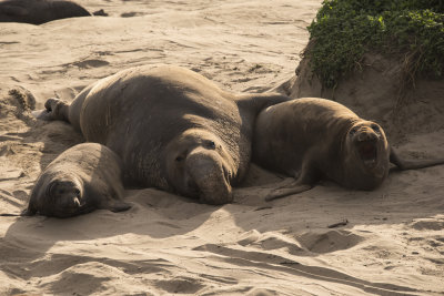 Elephant Seals and more on a picture perfect day at Ano Nuevo