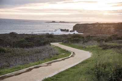 Elephant Seals and more on a picture perfect day at Ano Nuevo