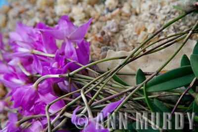 Orquideas y Copal