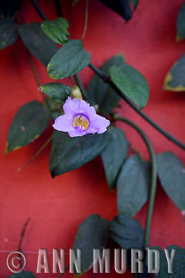 Lavendar flower against rust wall