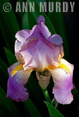 Iris