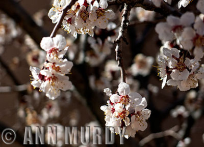 Apricot Blossoms against wall
