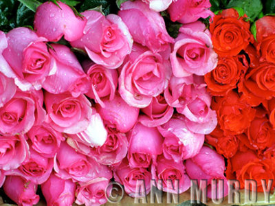 Roses in market