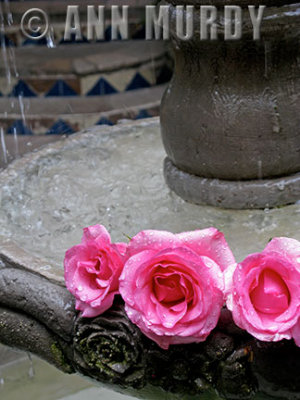 Fountain with roses