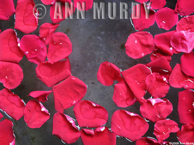 Rose petals
