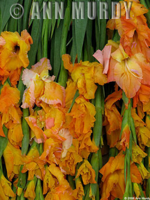 Gladiolus