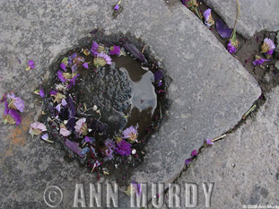 Flowers on cobblestone