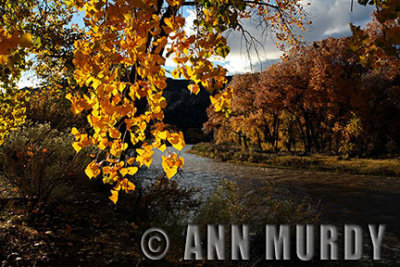 Autumn along the Rio Grande