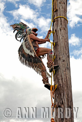 Eagle Voladore climbing up pole