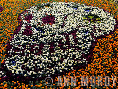 Floral carpet in Atlixco