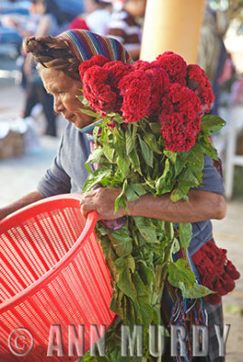 Carrying cresta de gallo