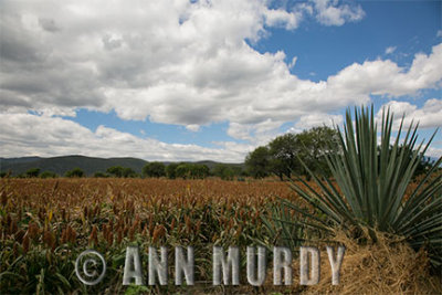 El Campo en Huaquechula