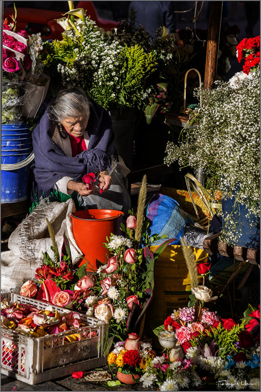 Roses