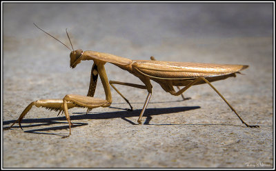 Praying Mantis