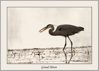 Grand Hron - Great Blue Heron