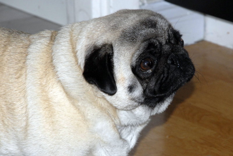 mops4.jpg