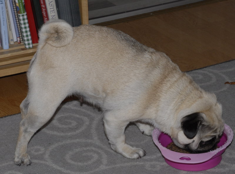 mops eats.jpg