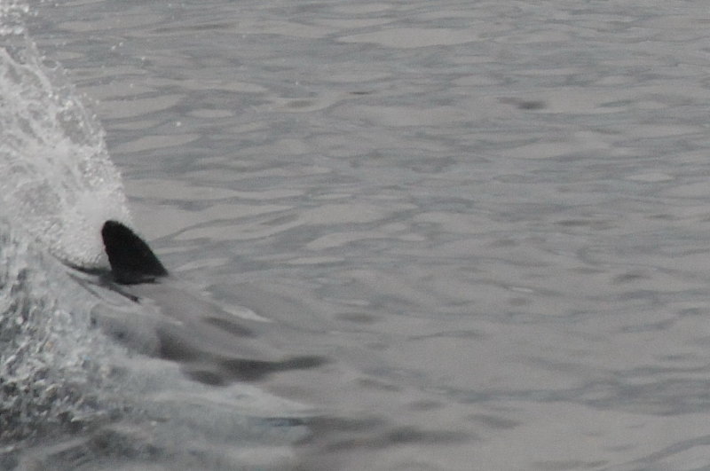 delfin, samma art?