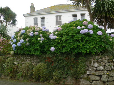 hortensia