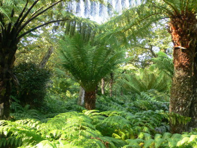 Tresco Abbey Garden (TAG)