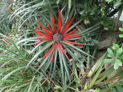 rd blomma