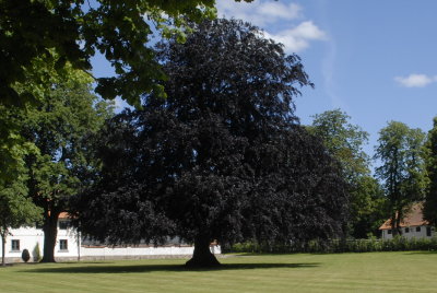 blodbok Bjrnstorp