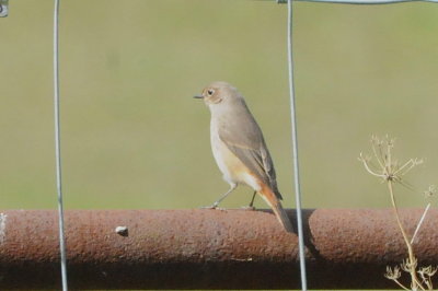 Kerstin's garden birds and butterflies