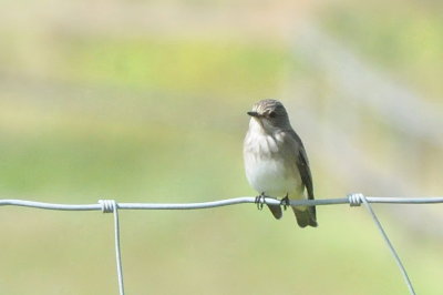 grey flycatcher