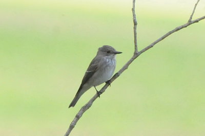 grey flycatcher