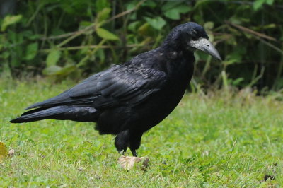 adult rook