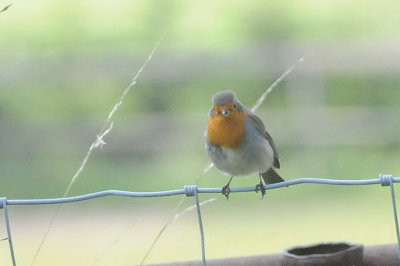 robin