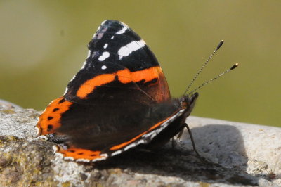 Kerstin's garden birds and butterflies