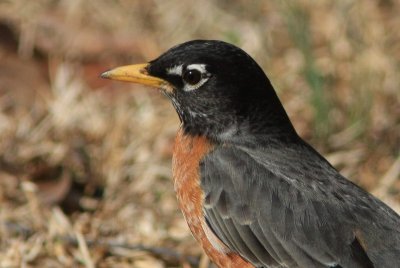 American Robin