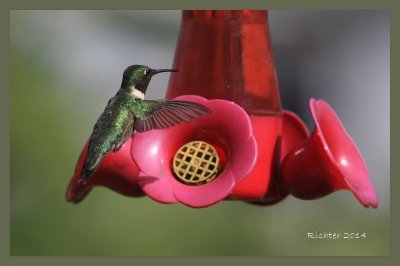 Ruby Hummer.jpg