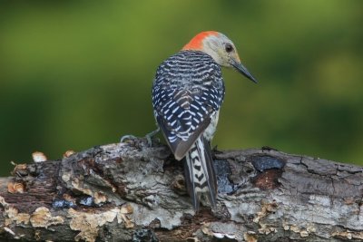 Red bellied Woodpecker
