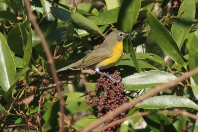 Yellow-breasted Chat 