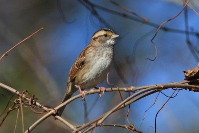 White-throated Sparrow 