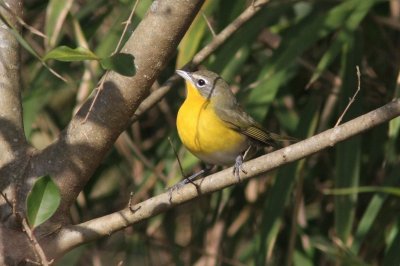 Yellow-breasted Chat  