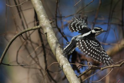 Downy Woodpecker  
