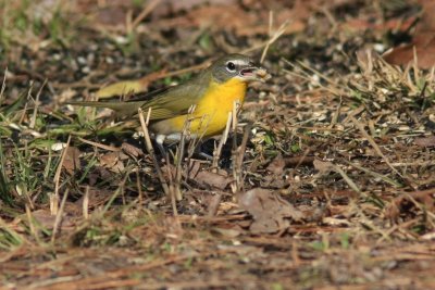 Yellow-breasted Chat  