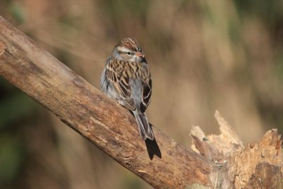 Chipping Sparrow  