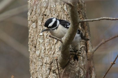 Downy Woodpecker  female  