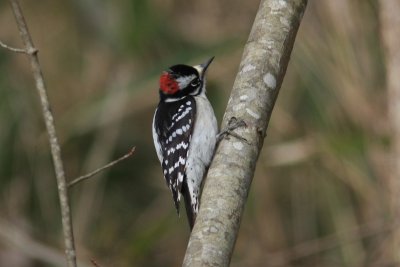 Downy Woodpecker  male  