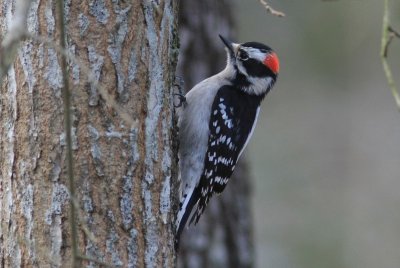 Downy Woodpecker  male   020515 PM